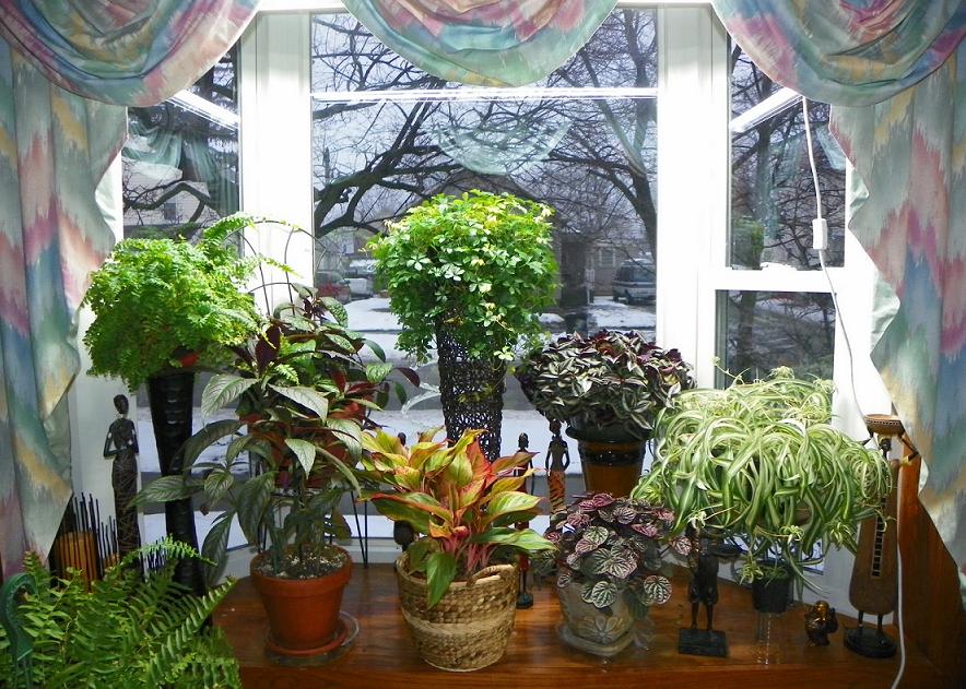 Какие растения в каком помещении лучше выращивать?