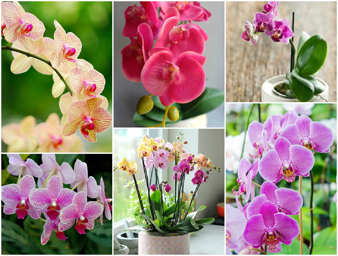 Почему не цветет орхидея и как можно это исправить
