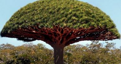 Дерево-гриб: уникальное растение острова Сокотра