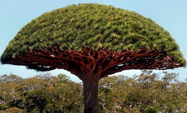 Дерево-гриб: уникальное растение острова Сокотра