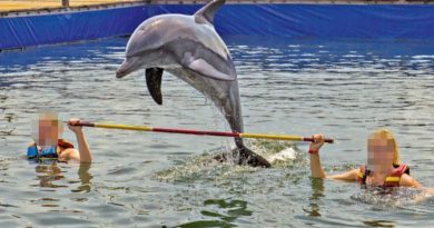 На Бали дельфинам удаляют зубы для выступлений перед туристами