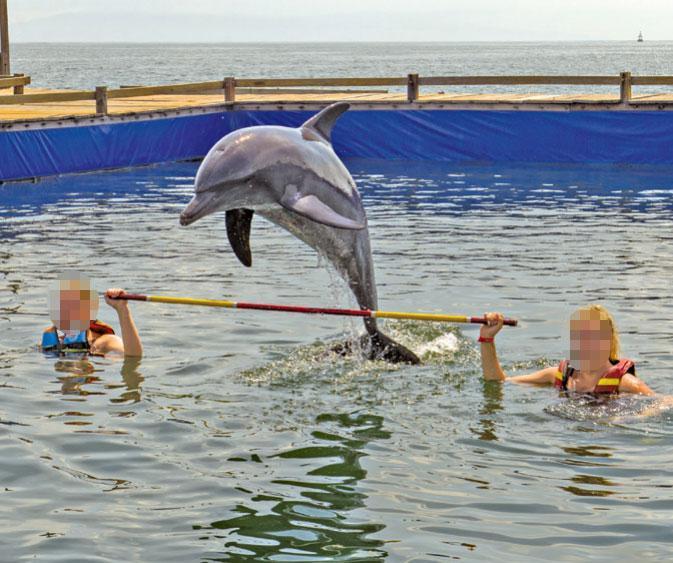 На Бали дельфинам удаляют зубы для выступлений перед туристами