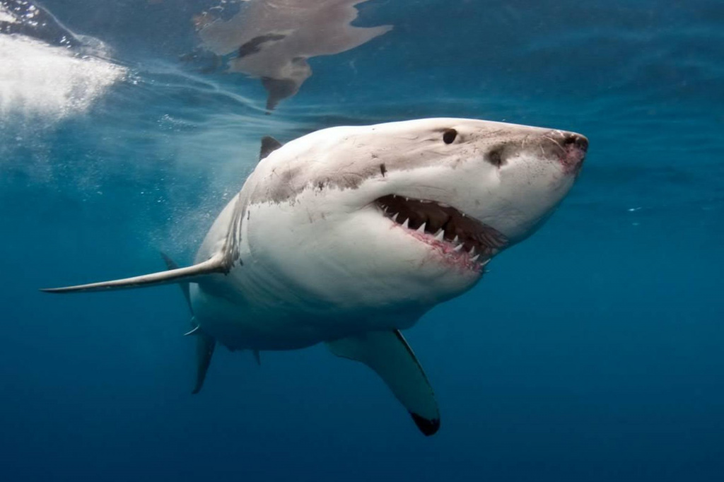 В Египте от нападения акулы погиб чешский турист