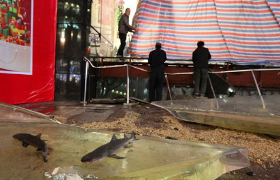 В Шанхае на посетителей рухнуло стекло аквариума с 34 тоннами воды
