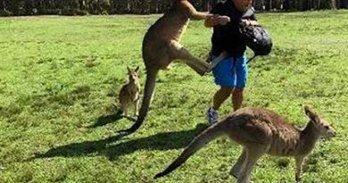 Австралийские власти обеспокоены нападениями кенгуру на туристов