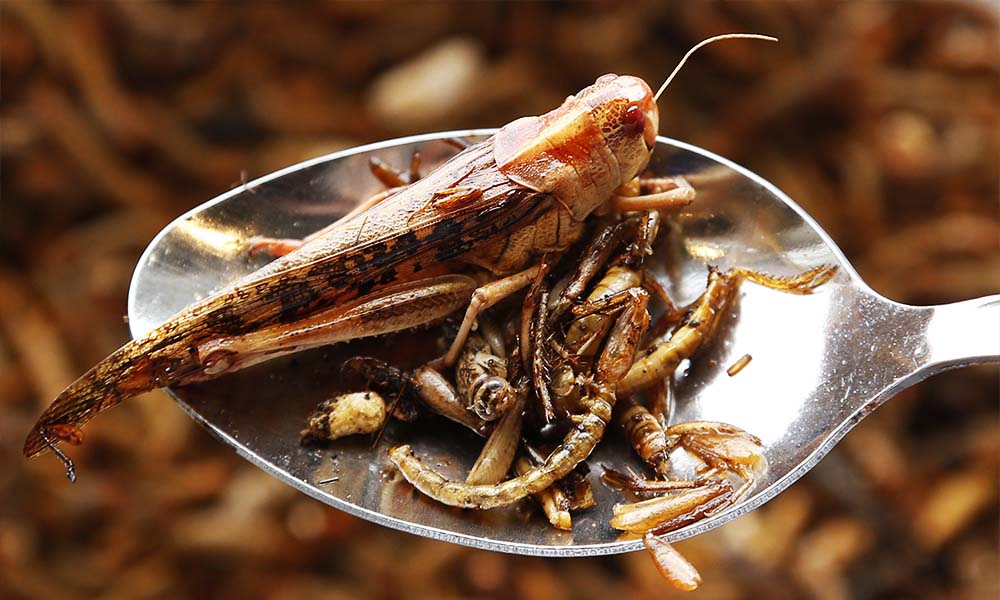 8 насекомых, которые заменят нам еду