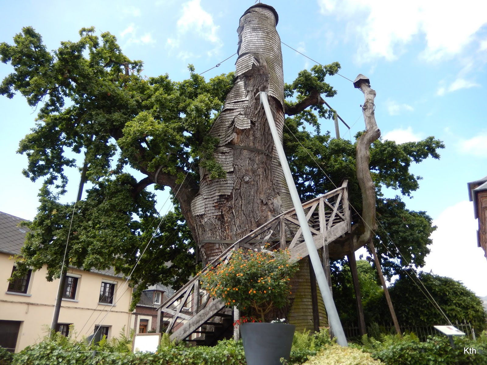 Тысячелетний дуб во Франции