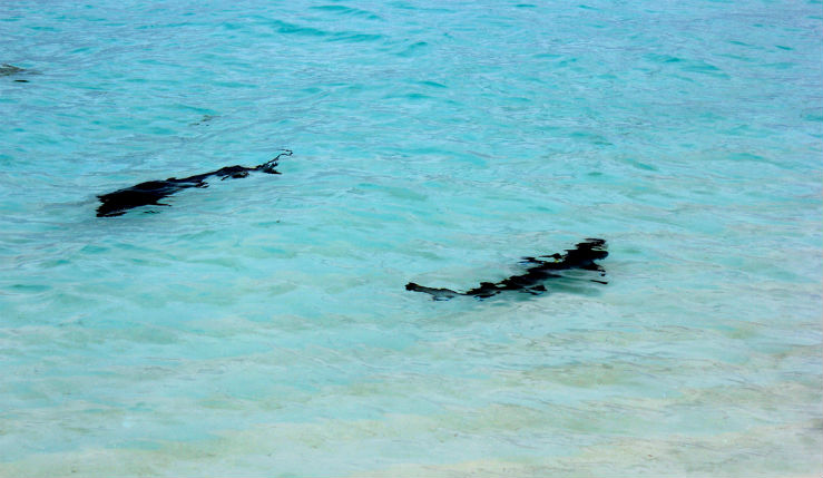 Акулы на Мальдивах – насколько реальна опасность?
