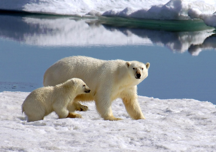 Какие животные обитают в Арктике?