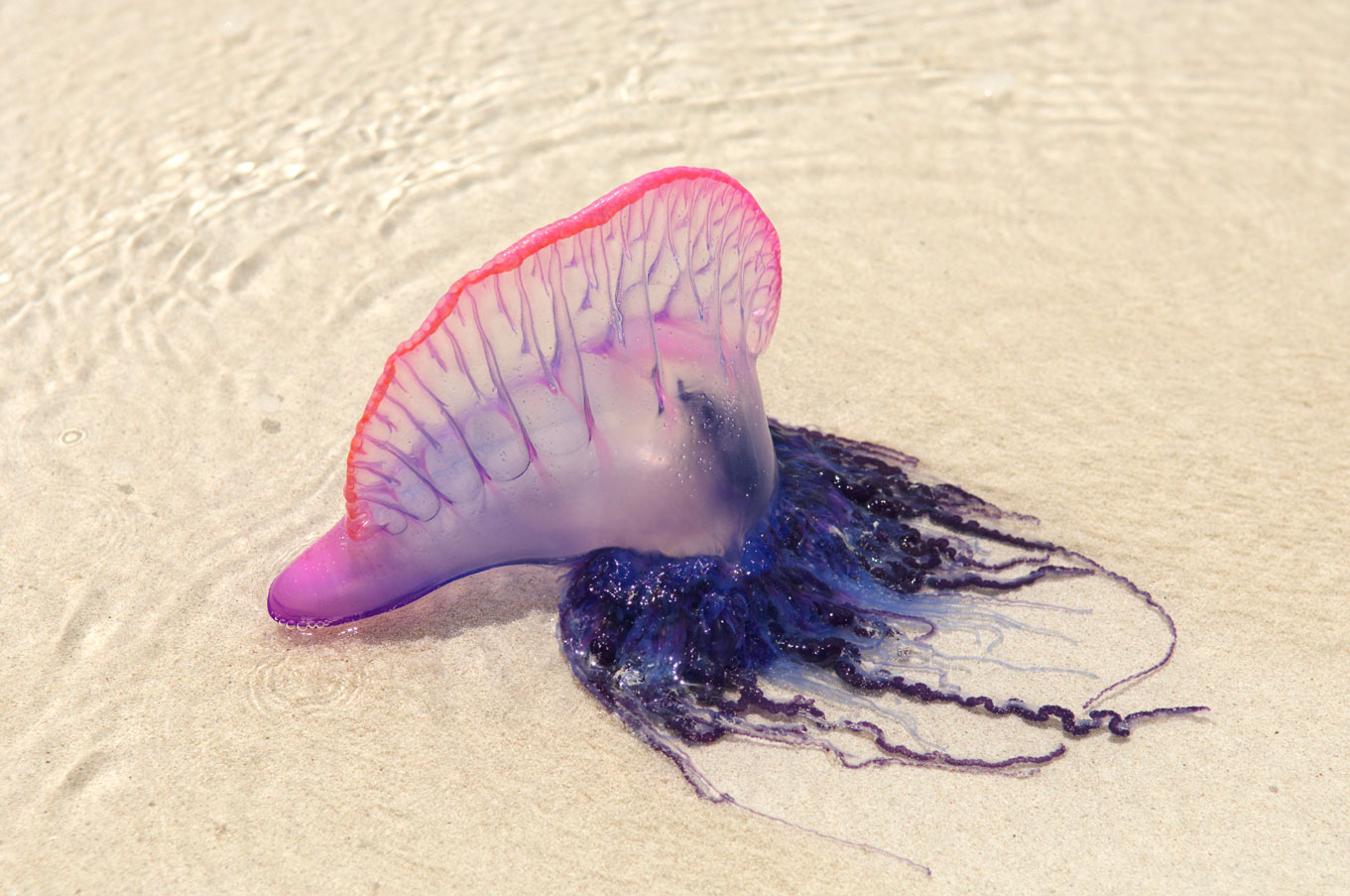 Что делать если ужалила медуза и опасно ли это?