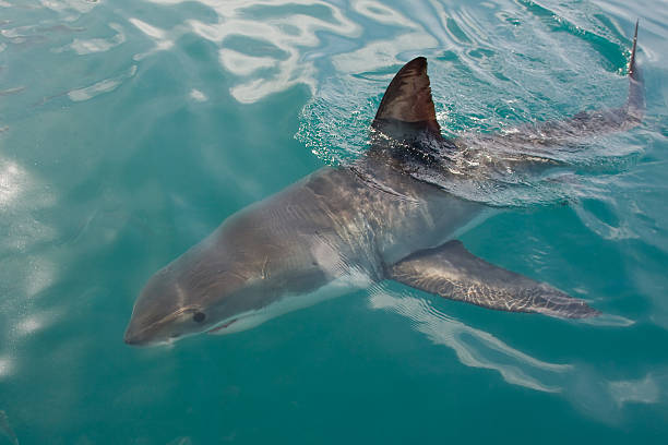 Насколько реально столкнуться с акулой туристу на пляжном отдыхе
