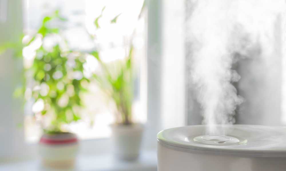 10 растений, повышающих влажность воздуха в квартире