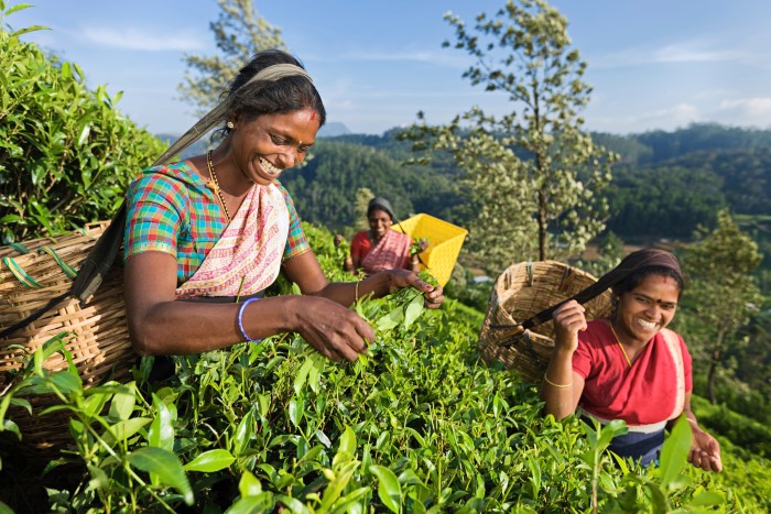 Где в Индии можно купить настоящий индийский чай