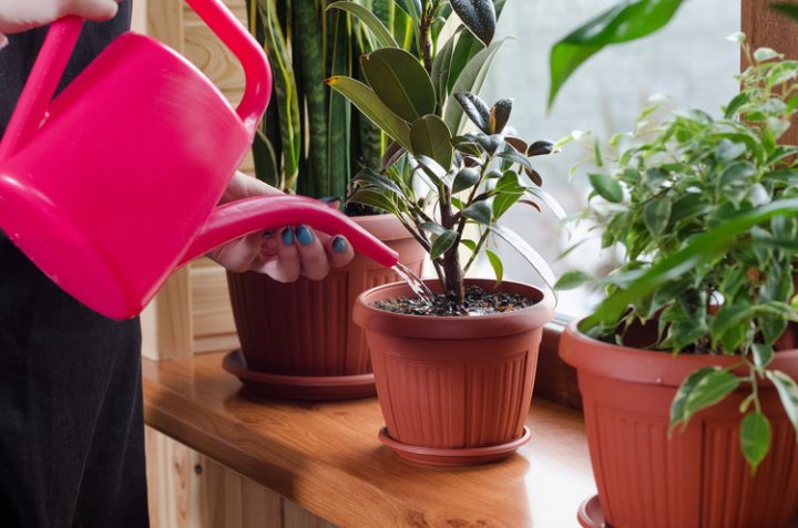 Одиннадцать способов удобрить домашние растения