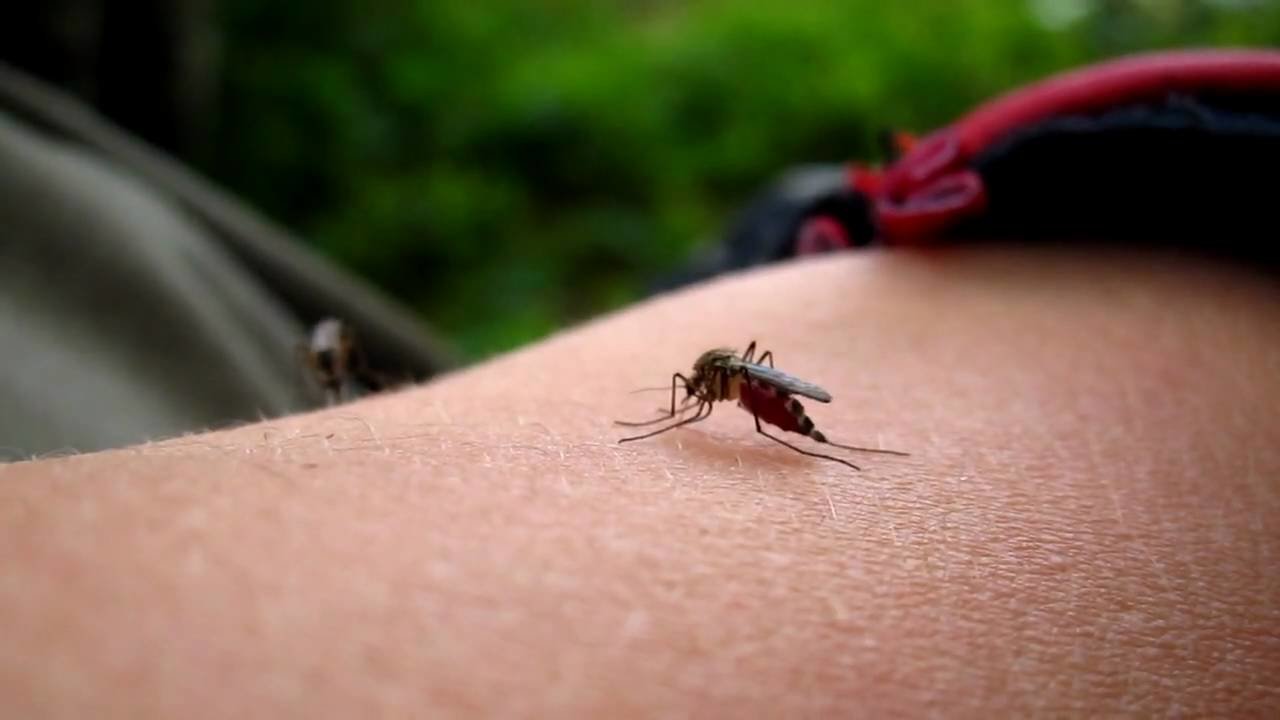 Картинки как кусают комары