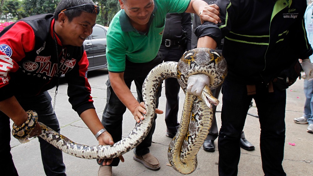 Как быть туристу, если змея заползет в его номер в Таиланде