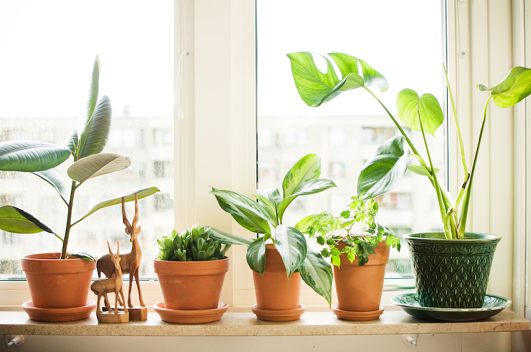 Как купить растения, которые правильно впишутся в комнату?