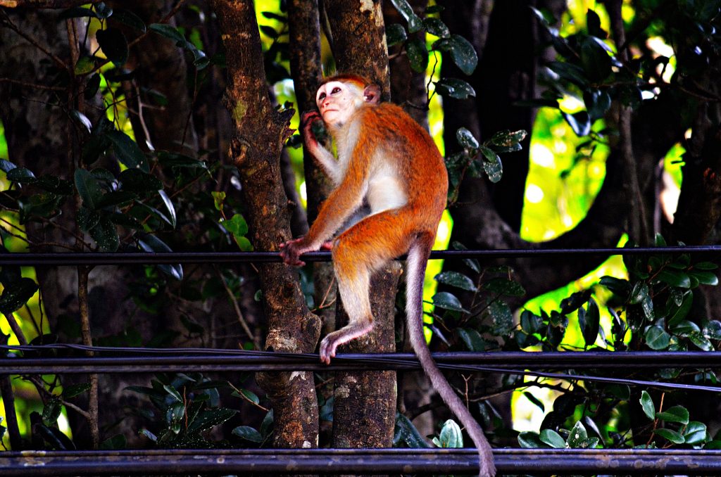 5 главных запретов для туристов на Шри-Ланке, о которых стоит знать заранее