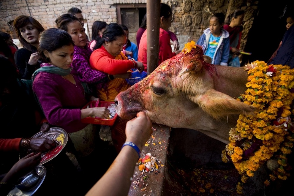 Коровы как священные животные в индуизме