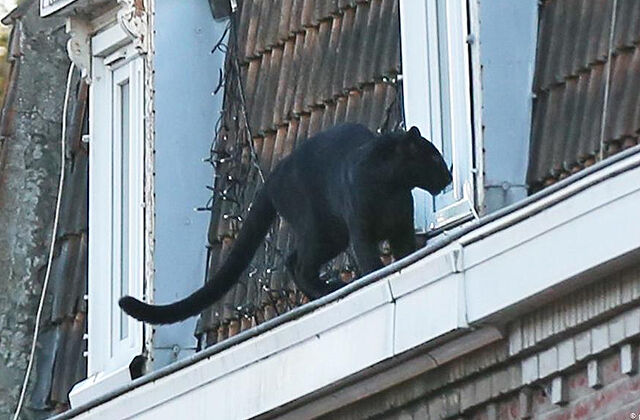 Во Франции на крыше дома поймали чёрную пантеру