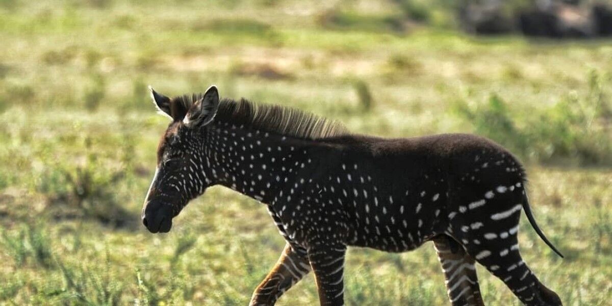 В Кении на свет появилась зебра в горошек
