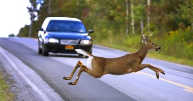 5 правил поведения за рулём, если на дорогу выбежало животное