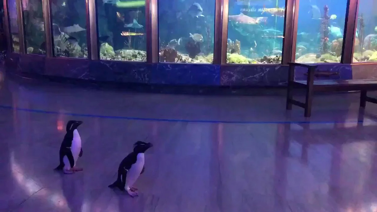 Пингвины прогулялись по залам чикагского океанариума.