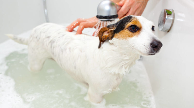 Нужно ли мыть собаку после каждой прогулки из-за коронавируса