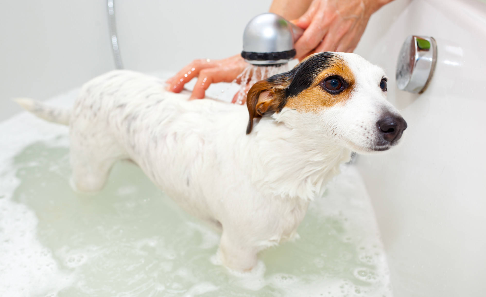 Нужно ли мыть собаку после каждой прогулки из-за коронавируса