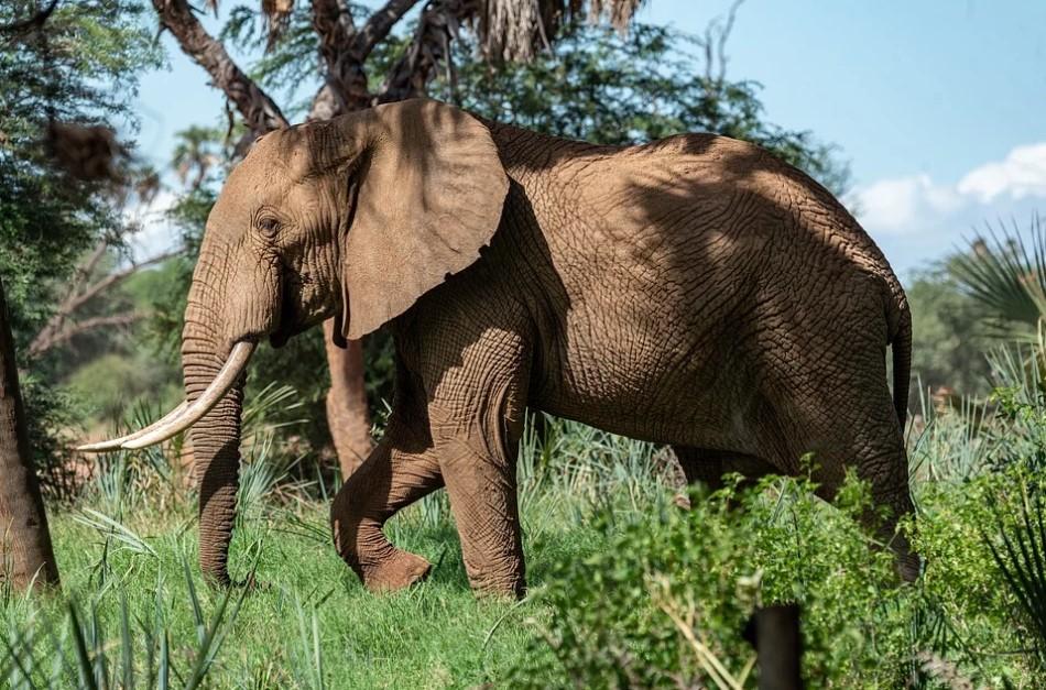Слоны в Таиланде оказались под угрозой из-за пандемии коронавируса