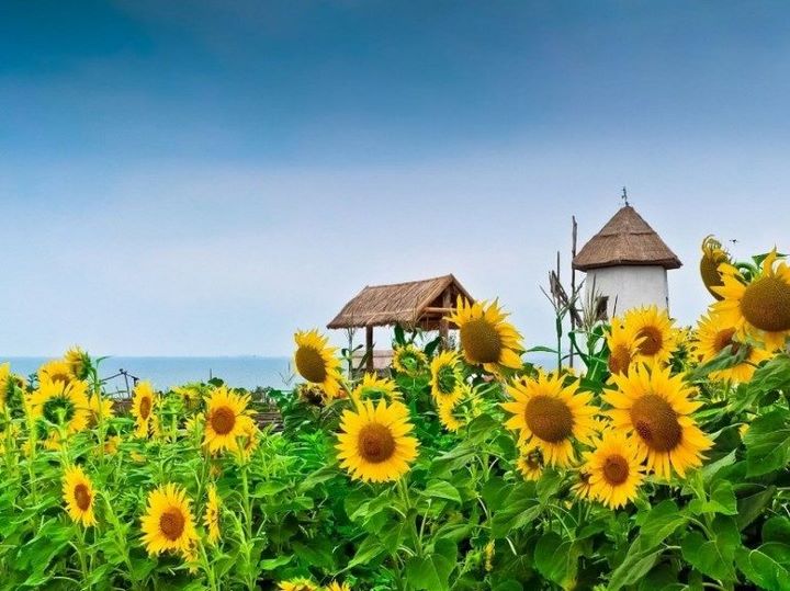 5 фактов, которыми российский юг удивляет туристов