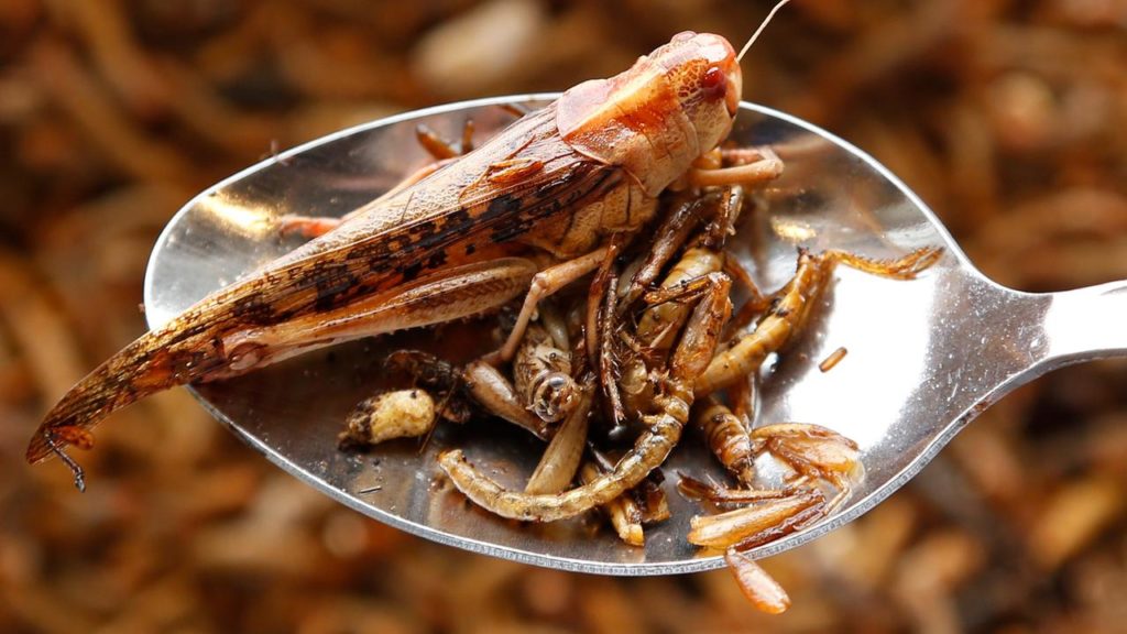 Съедобные насекомые и что нужно про них знать