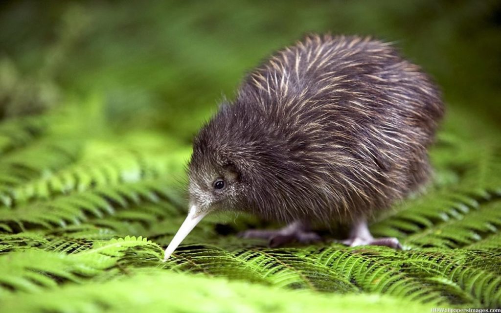 Самые красивые животные Новой Зеландии