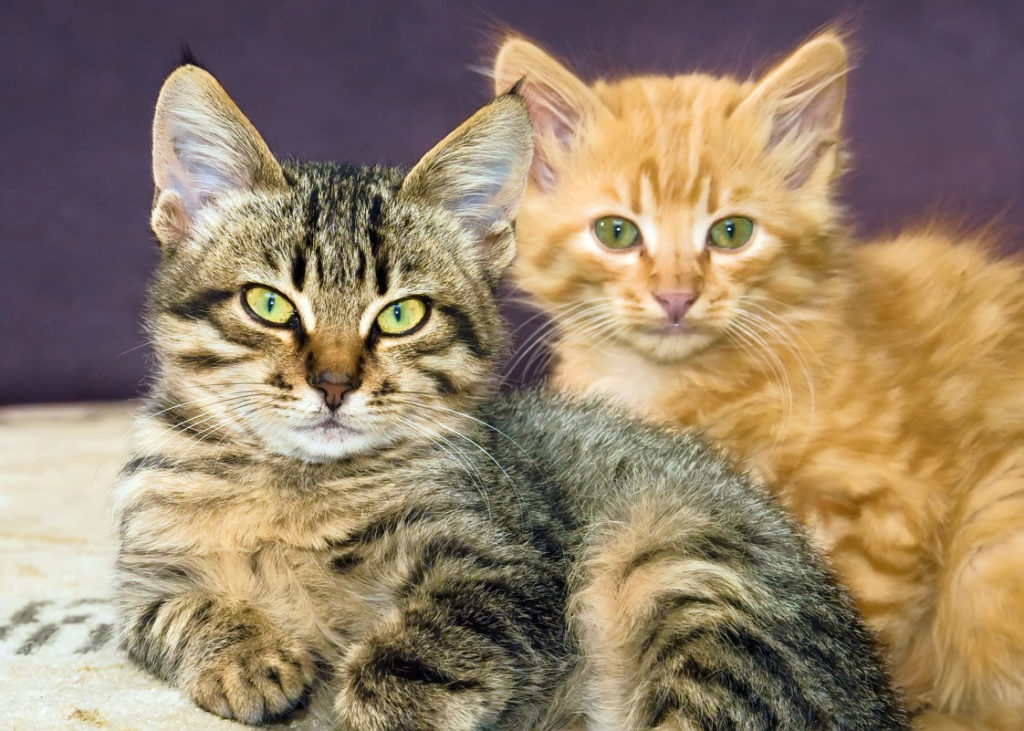 15 удивительных и забавных фактов про кошек