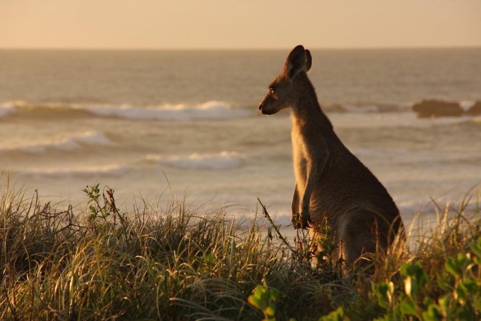 Какие опасности (и неожиданности) подстерегают на пляжах Австралии