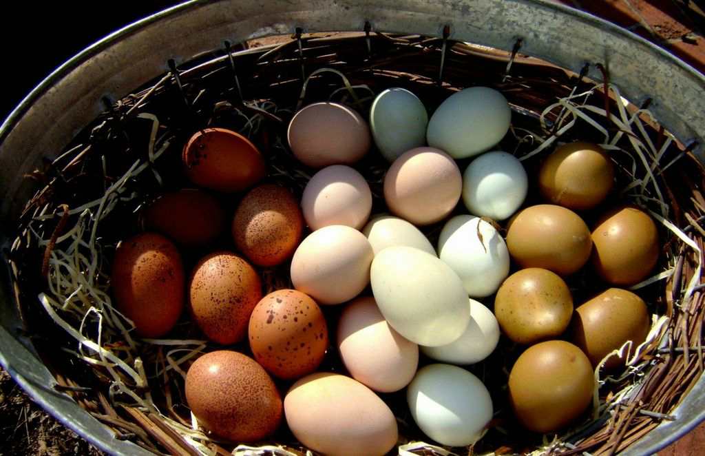Почему у куриных яиц разный цвет скорлупы