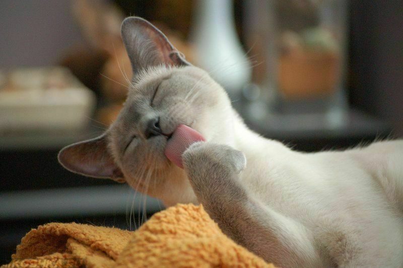 15 удивительных и забавных фактов про кошек
