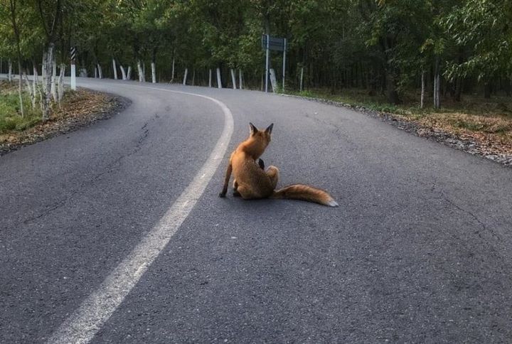 Странные правила дорожного движения, которые могут удивить туристов