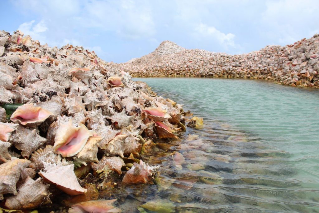 Остров на Карибах, созданный природой из ракушек