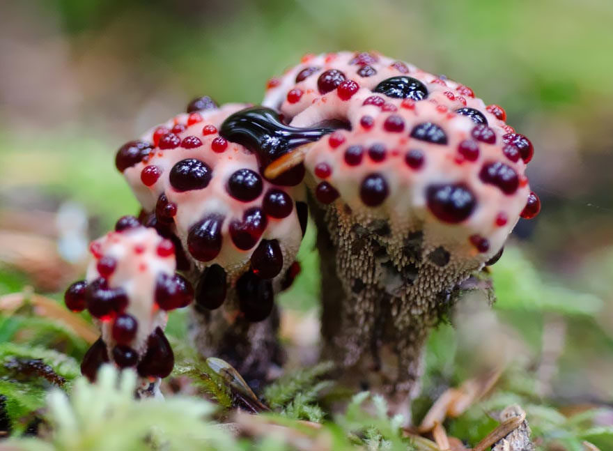 ТОП - 4 самых необычных грибов в мире