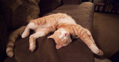 Почему кошки выбирают странные места и позы для сна?