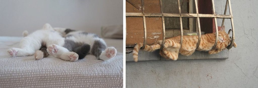 Почему кошки выбирают странные места и позы для сна?