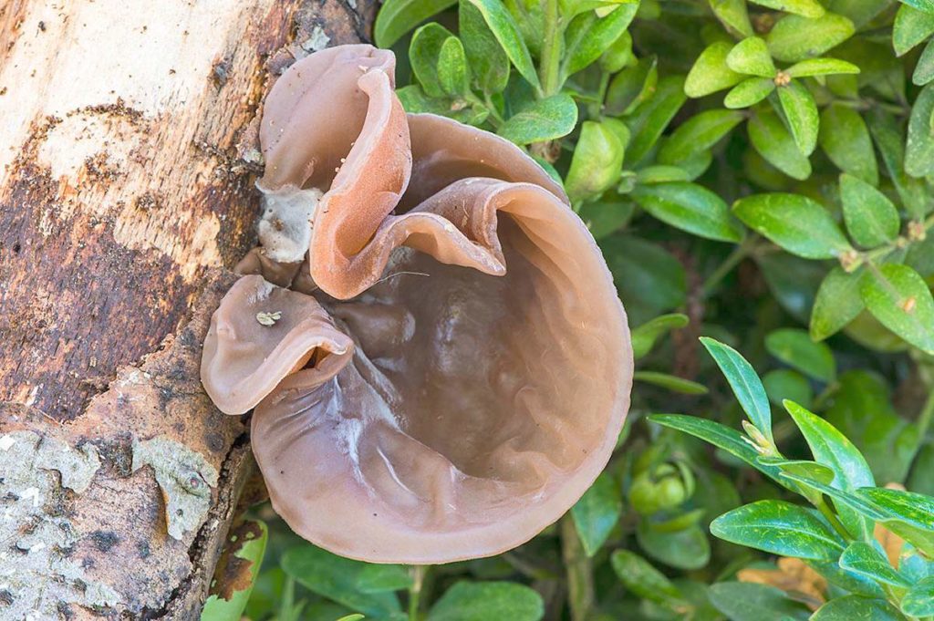 ТОП - 4 самых необычных грибов в мире