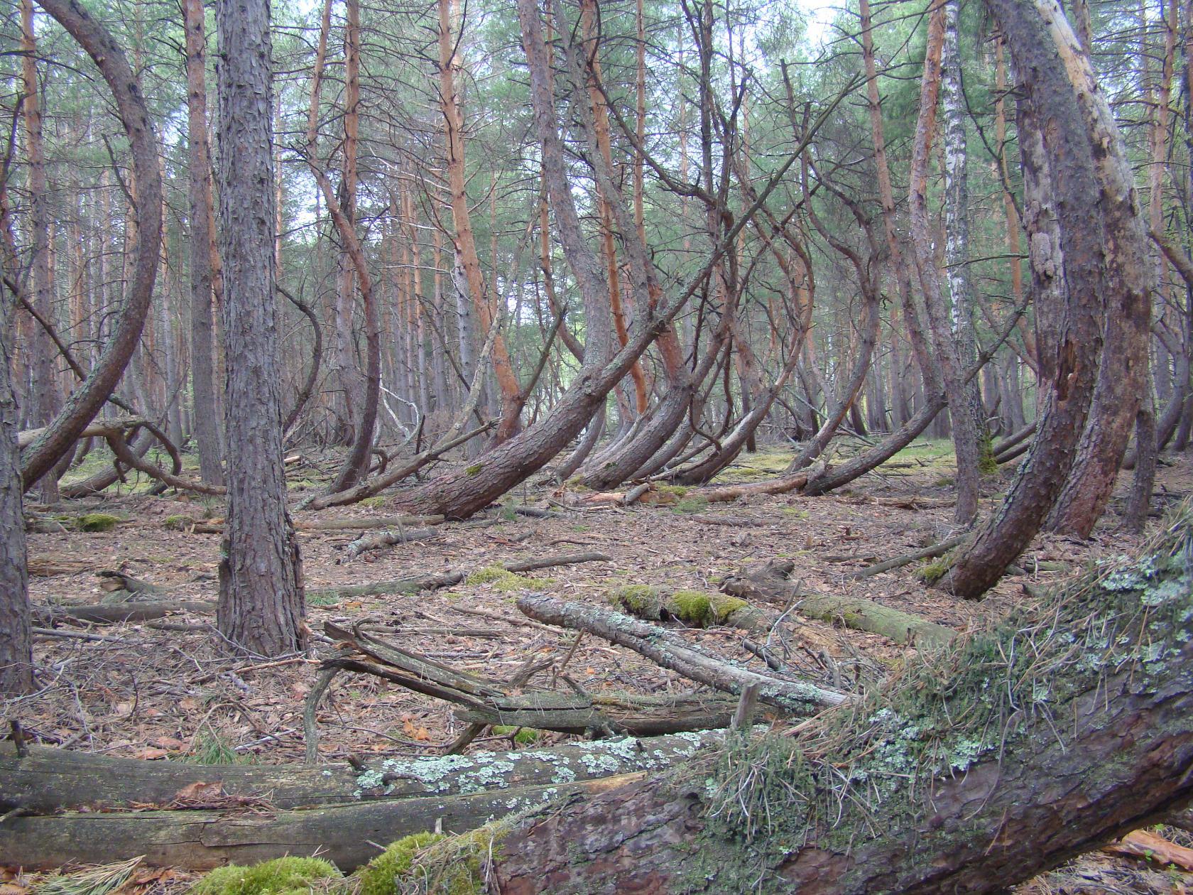 «Пьяный лес» — мистическое место в Рязанской области