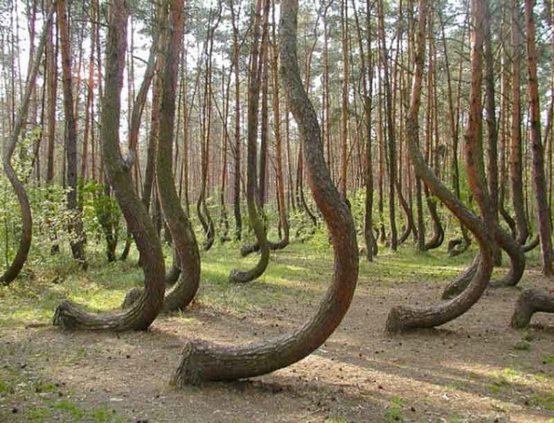 «Пьяный лес» — мистическое место в Рязанской области