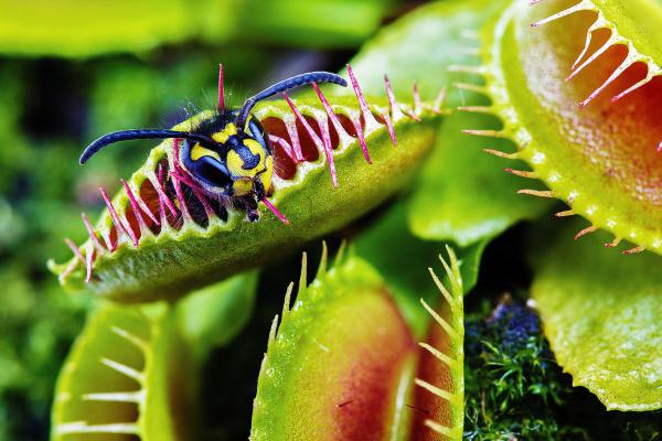 5 необычных растений-хищников, которых можно встретить в Азии