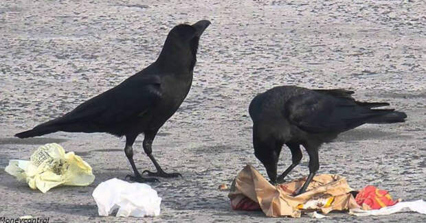 Вороны убирают мусор во французском парке развлечений