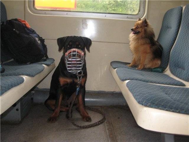 Как путешествовать на поезде с питомцами, чтобы не свести с ума попутчиков
