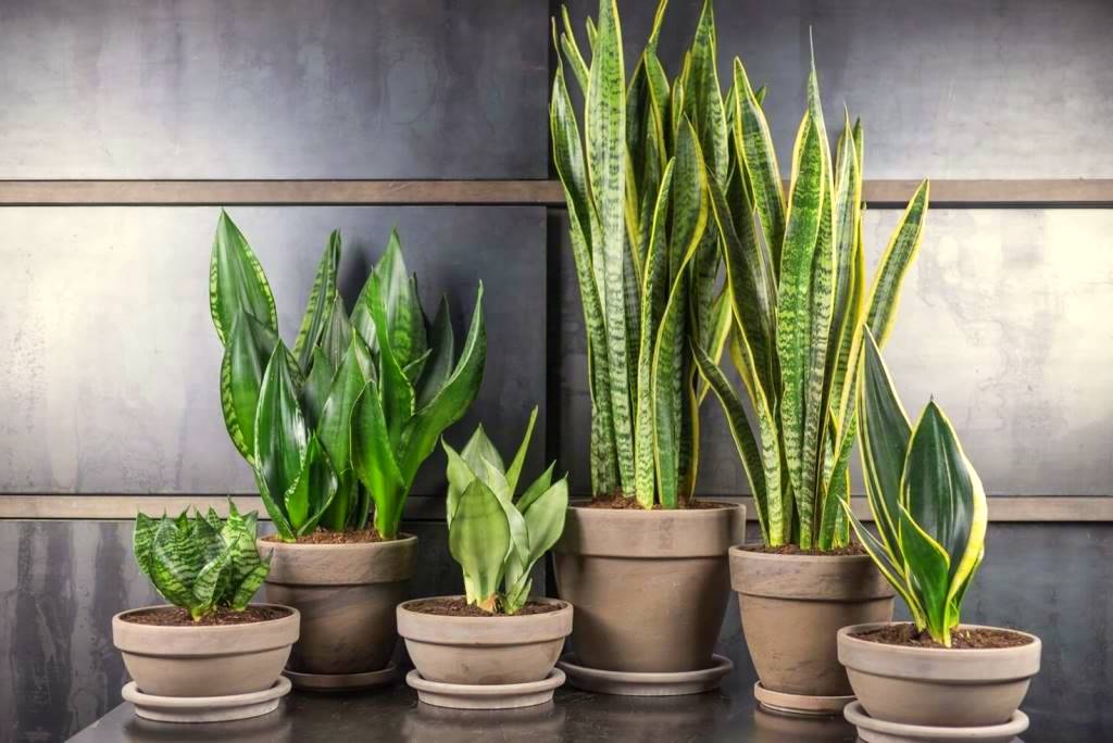 10 растений, которые стоит завести в доме, где слишком сухой воздух