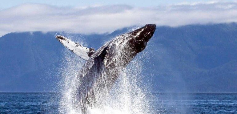 Отправляемся на встречу с китами на Шантарские острова